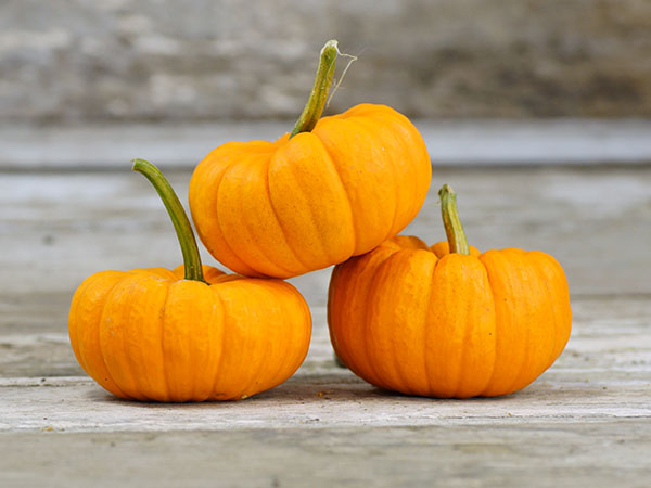 jack Be Little Mini Pumpkins