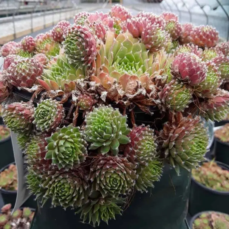 Jade Rose Hen & Chicks