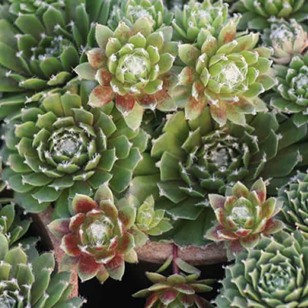 Jade Rose Hen & Chicks