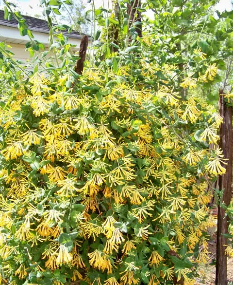 John Clayton Honeysuckle Vine