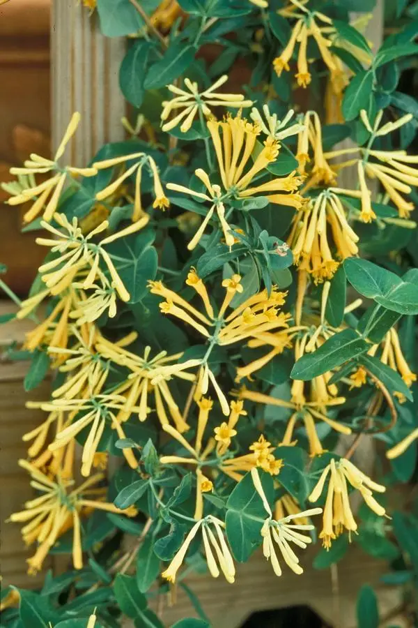 John Clayton Honeysuckle Vine