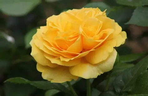 Yellow flower of Julia Child Easy-to-love Rose bush