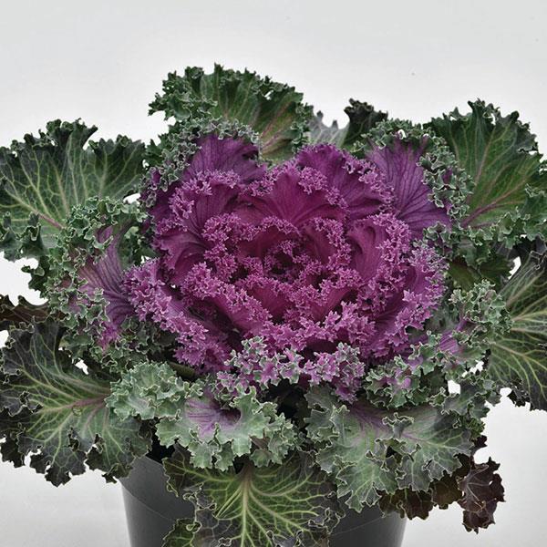 Nagoya red ornamental kale