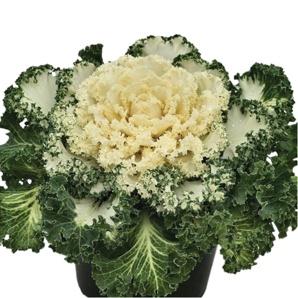 Nagoya White Kale