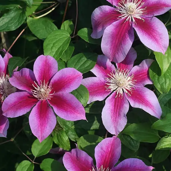 Clematis Kilian Donahue