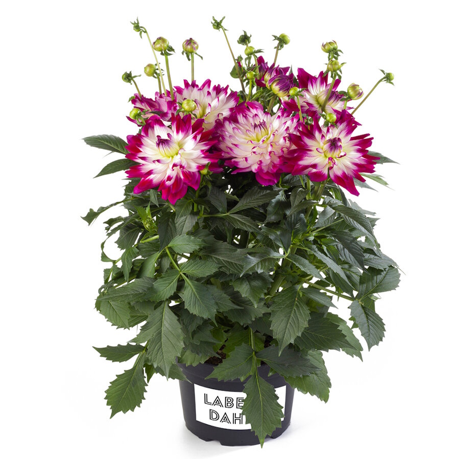 Dahlia Labella Maggiore fun Rose bicolor