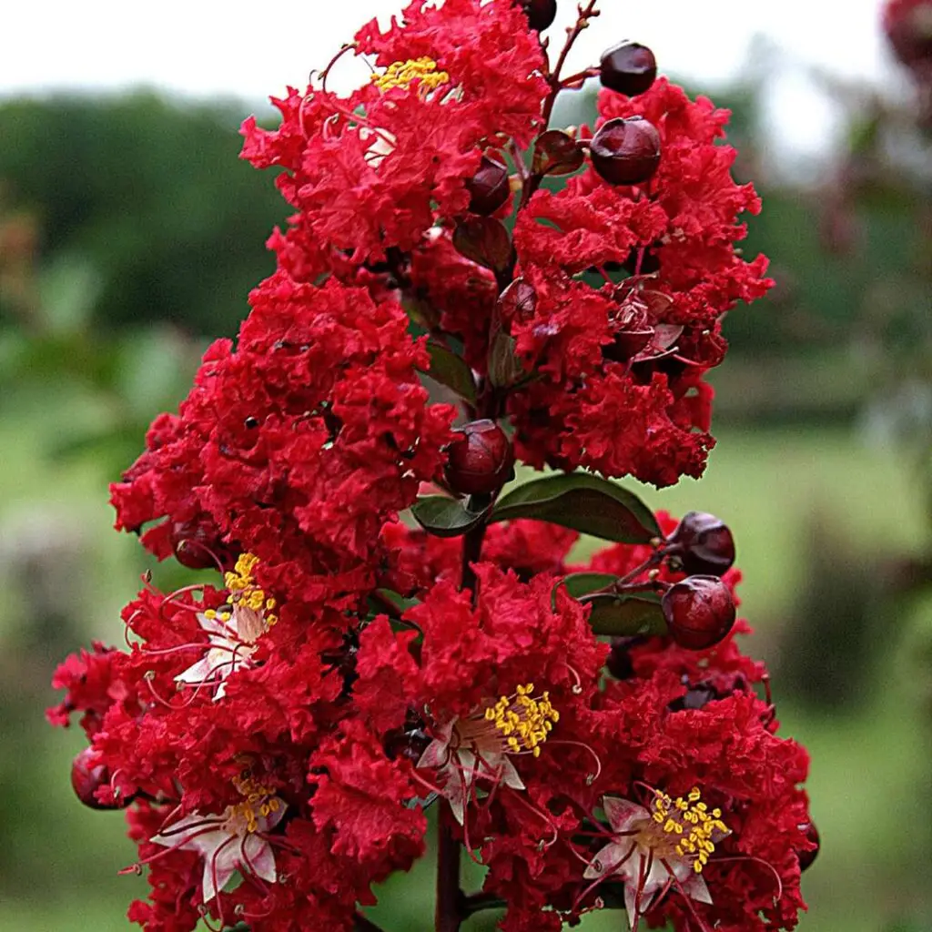 Red blooms of Dynamite Crape Myrtle Plant