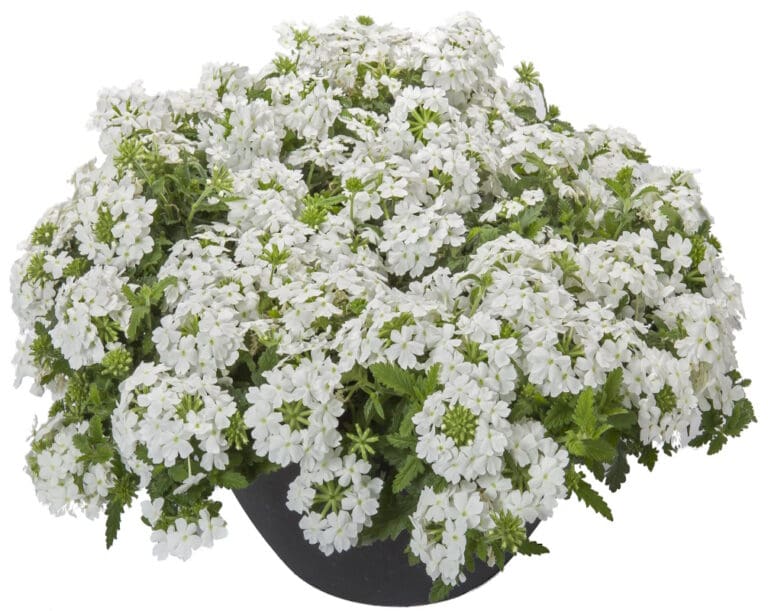 Lanai White