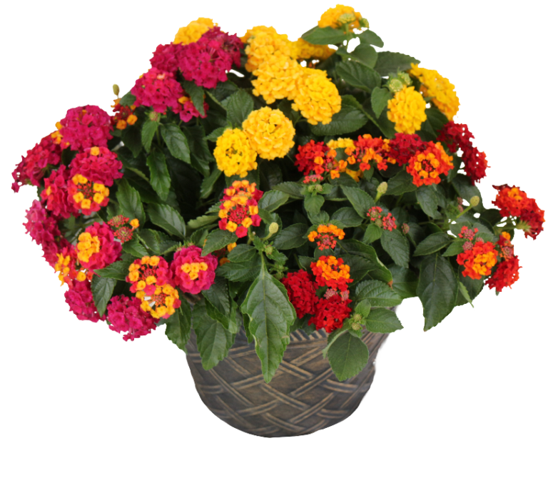Lantana Mix