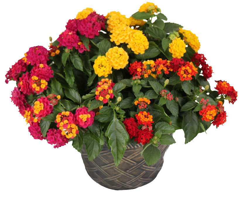 Lantana mixed flower Planter