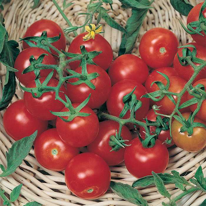 Tomato Plants Large Red Cherry