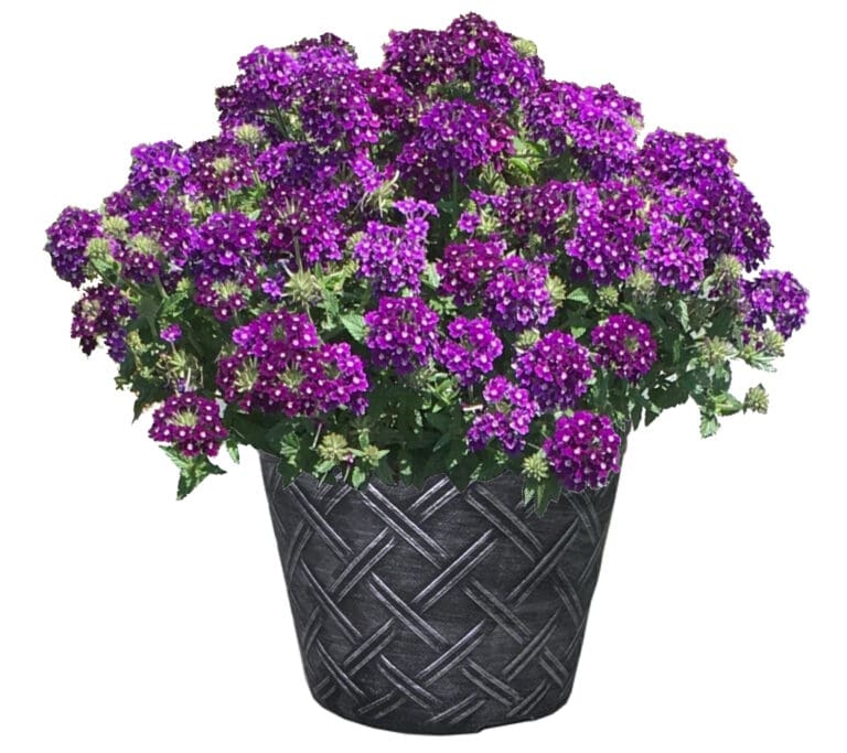 Lascar Dark Violet