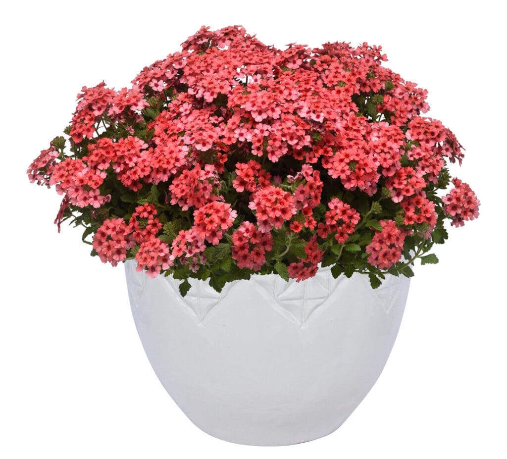 Verbena Lascar Mango