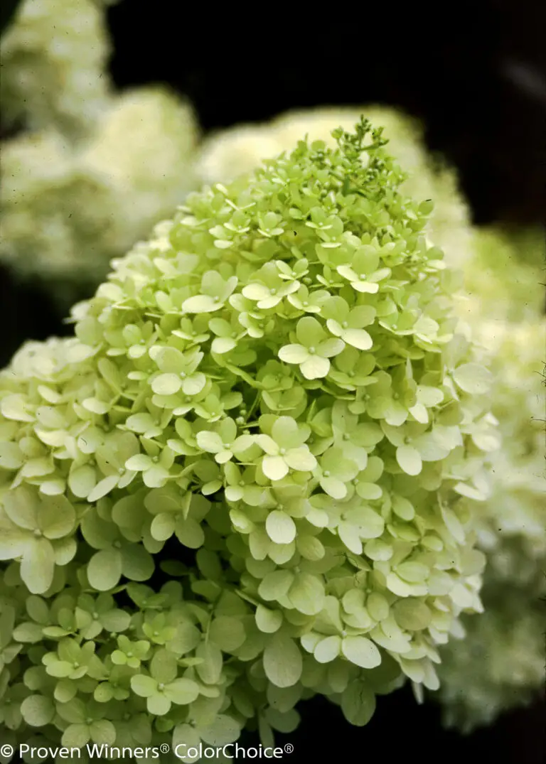 Limelight Prime Hydrangea
