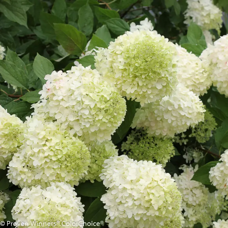 Limelight Prime Hydrangea