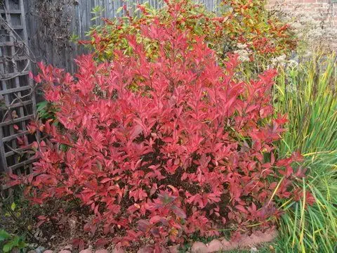 Little Henry Itea Fall Color