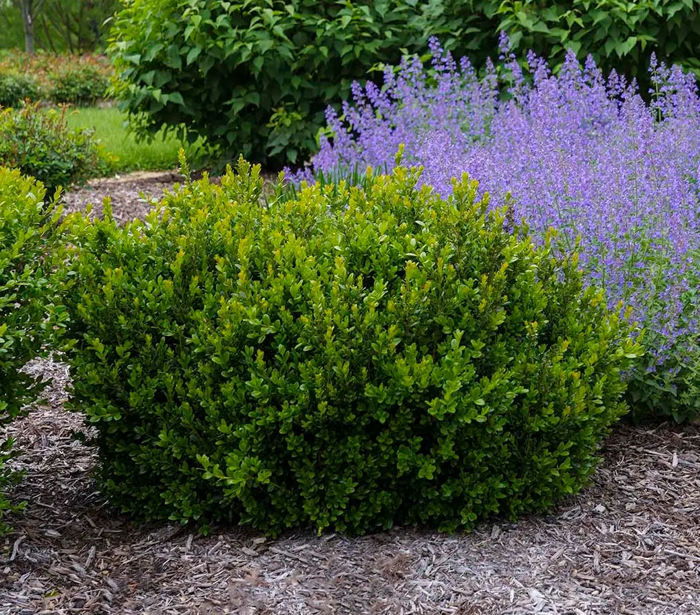 Green Foliage of Little Missy Boxwood Plant