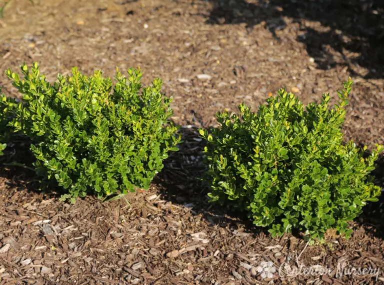 Little Missy Boxwood