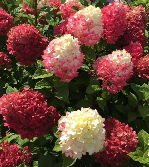 Little Lime Punch Hydrangea