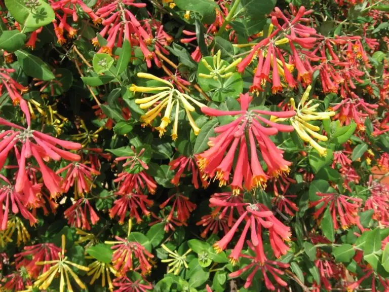 Native Honeysuckle Vine