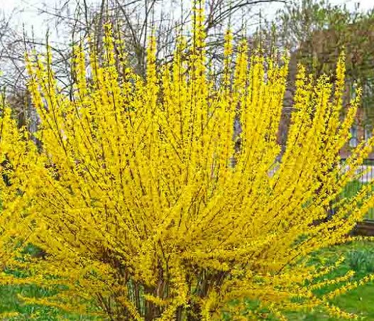 Spring blooming forsythia plants