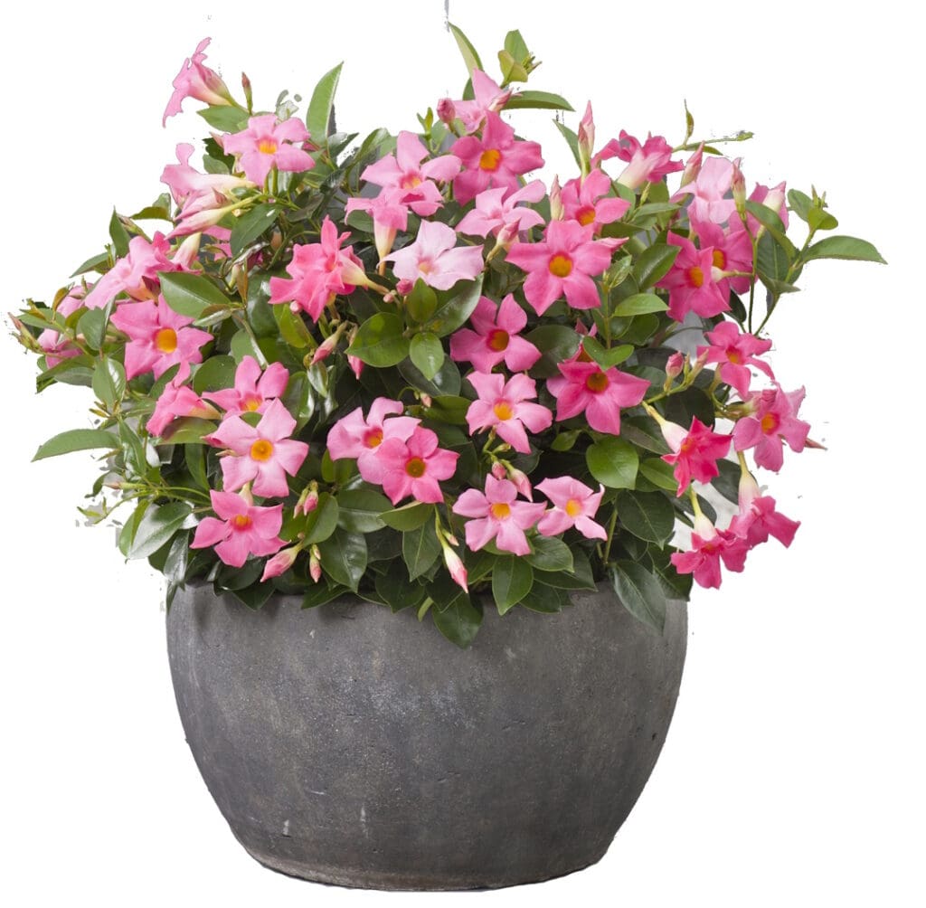 Mandevilla Madinia Pink