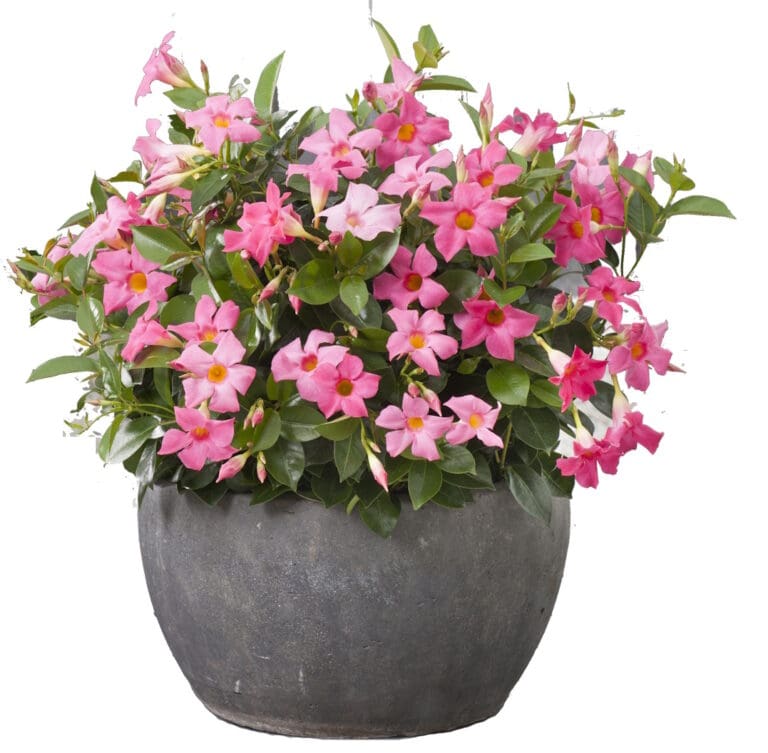 Madinia Pink