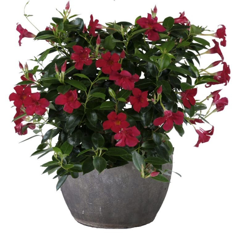 Madinia Red