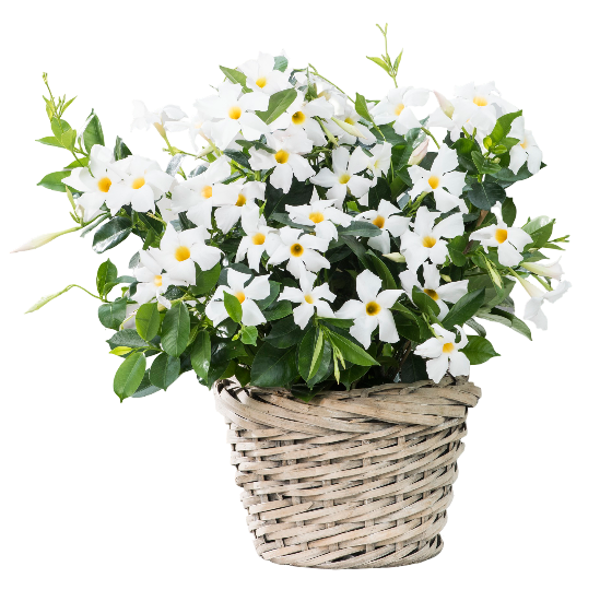 Madinia White