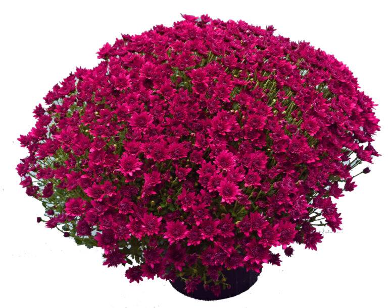 Majesty Purple