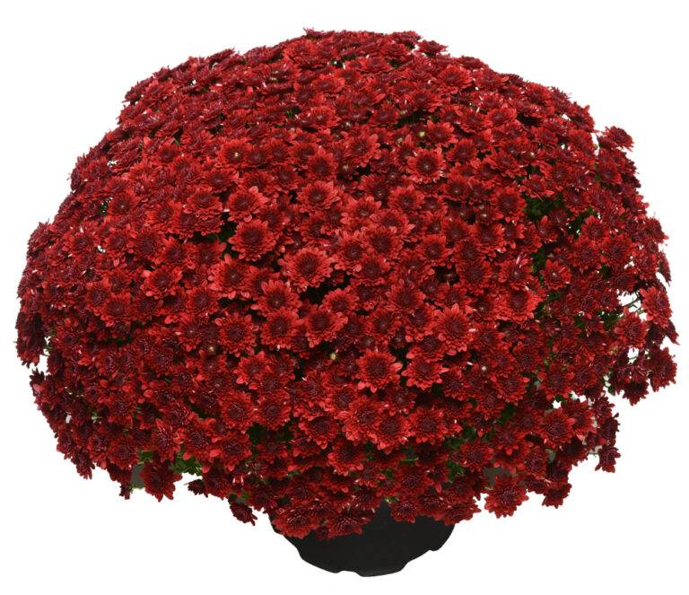 Majesty Red