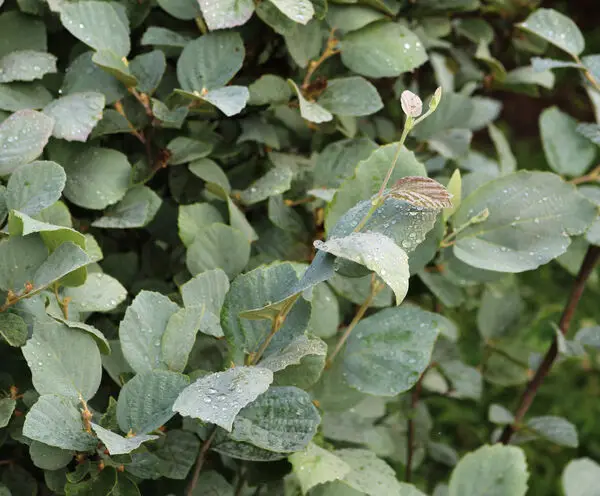 Fothergilla Blue Shadow