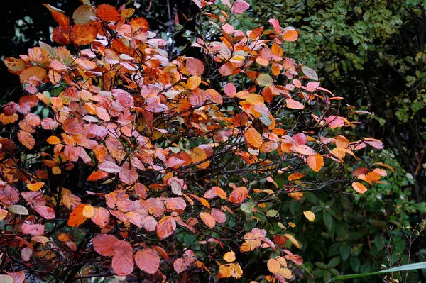 Fothergilla Mount Airy