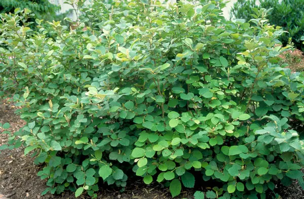 Fothergilla Mount Airy