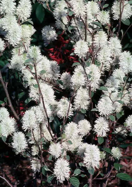 Fothergilla Mount Airy