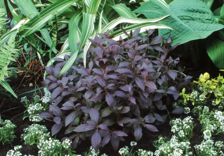 Midnight Wine Weigela
