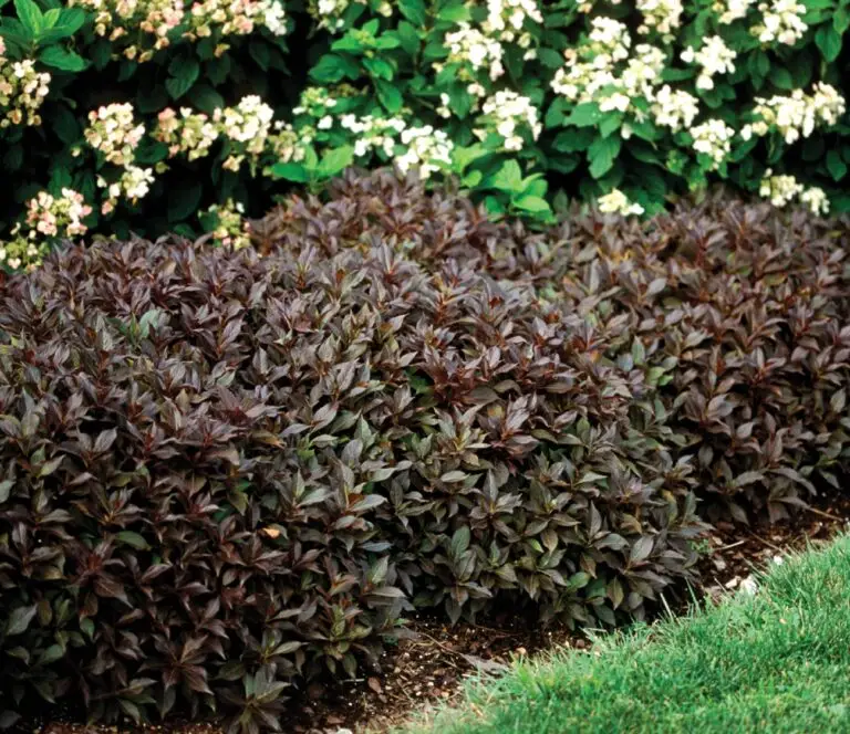Midnight Wine Weigela