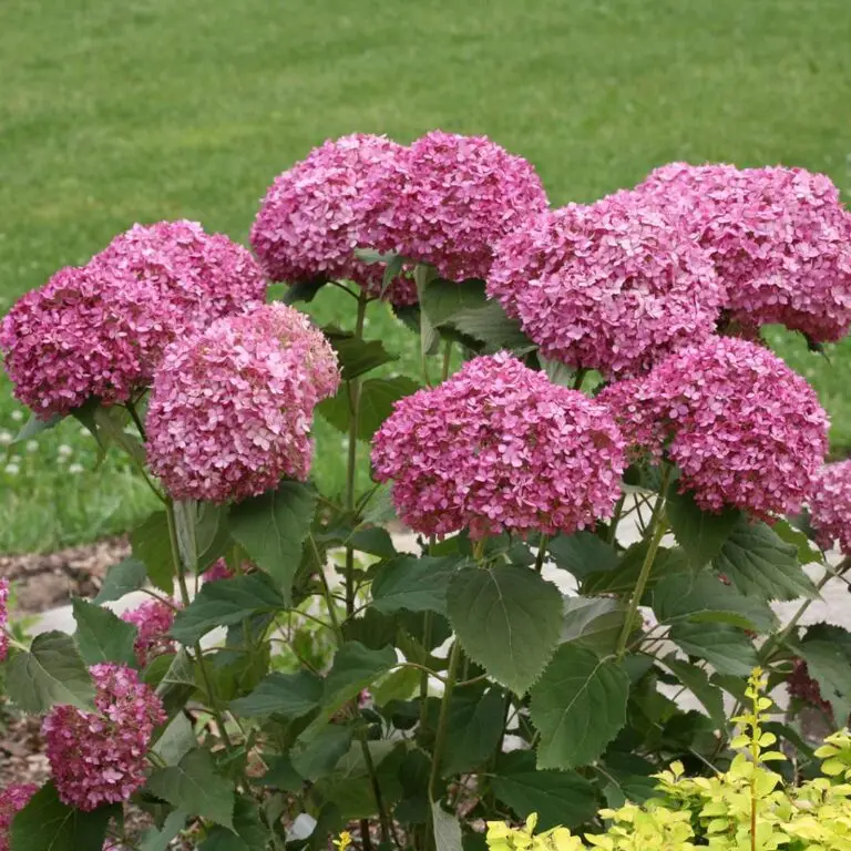 Mini Mauvette Hydrangea
