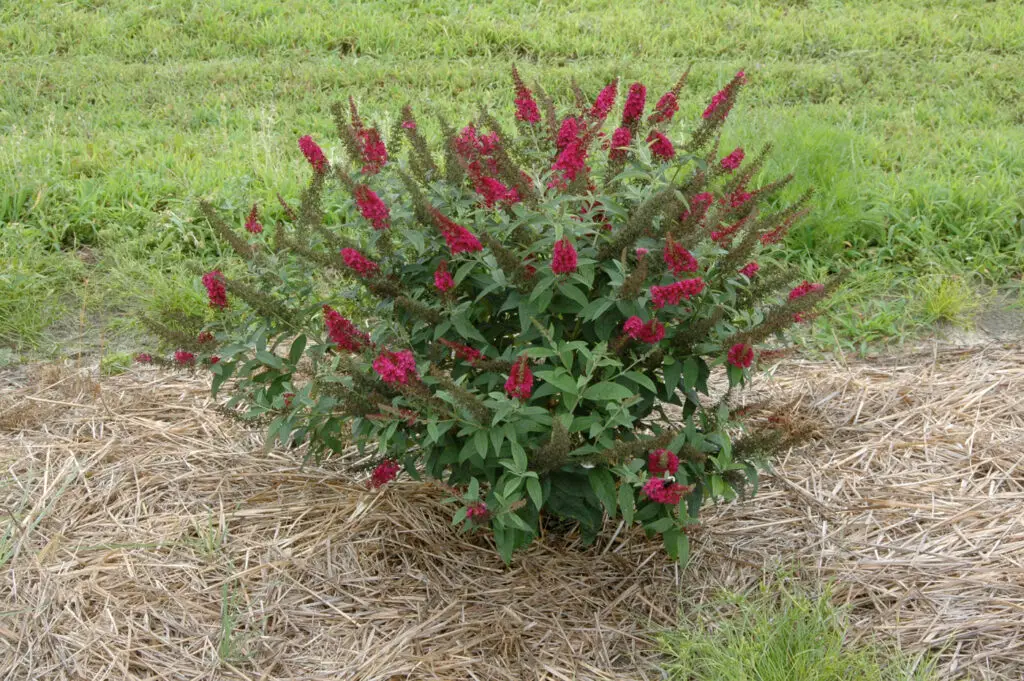 cherry red flowers of Butterfly bush Miss Molly
