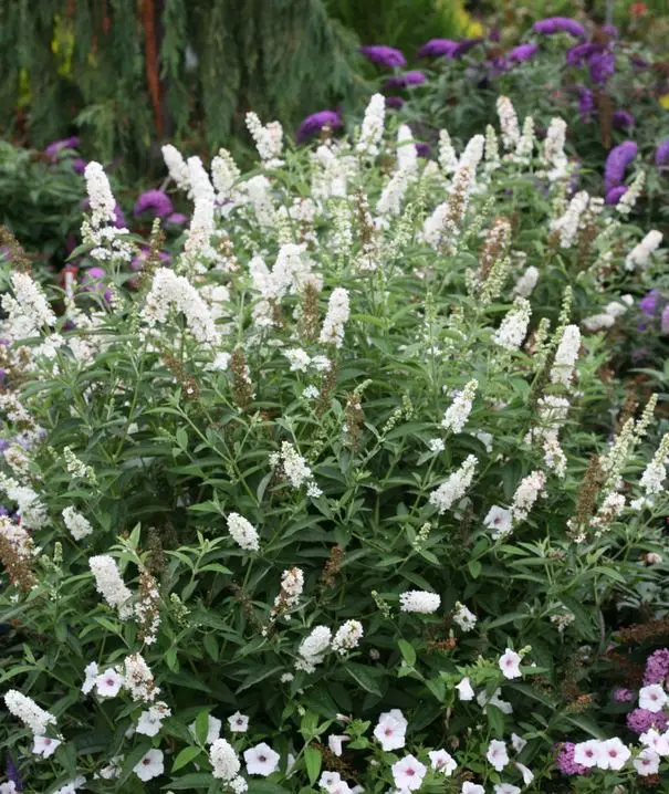 White flowers of Butterfly bush Miss Pearl