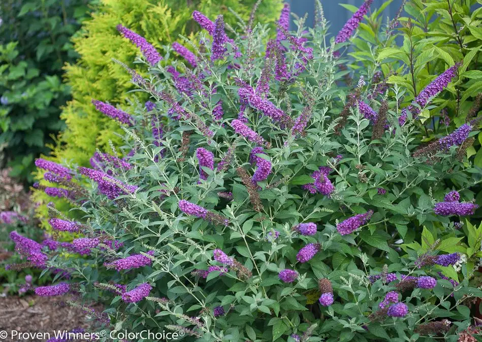 Miss Violet Butterfly Bush plant