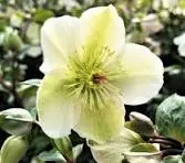 Hellebores Molly's White