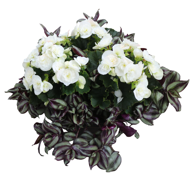 Wandering Jew