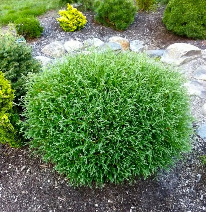 Green Foliage of Mr. Bowling Ball Arborvitae plant
