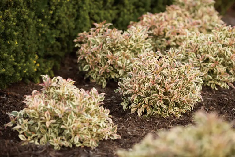 My Monet Weigela