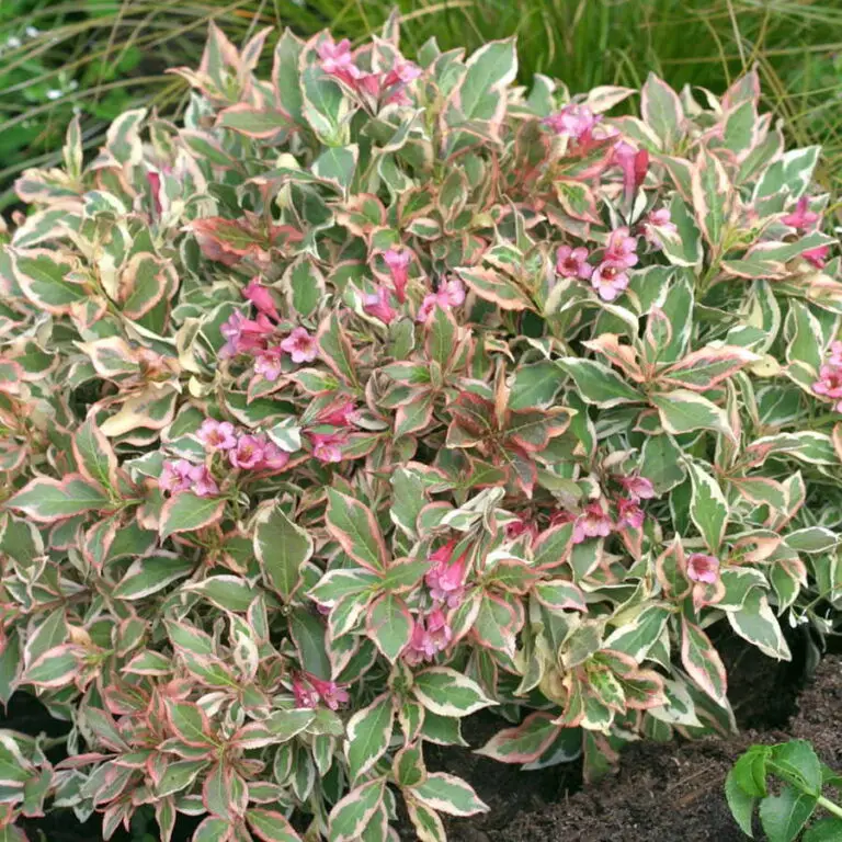 My Monet Weigela
