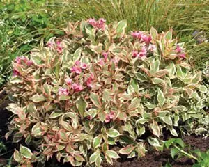 My Monet Weigela