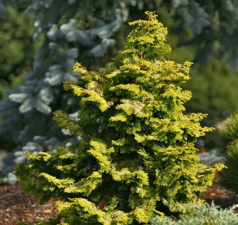 Nana Aurea
