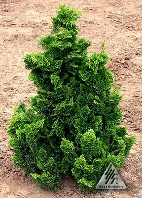 Green Foliage of Nana Gracilis Hinoki Cypress plant