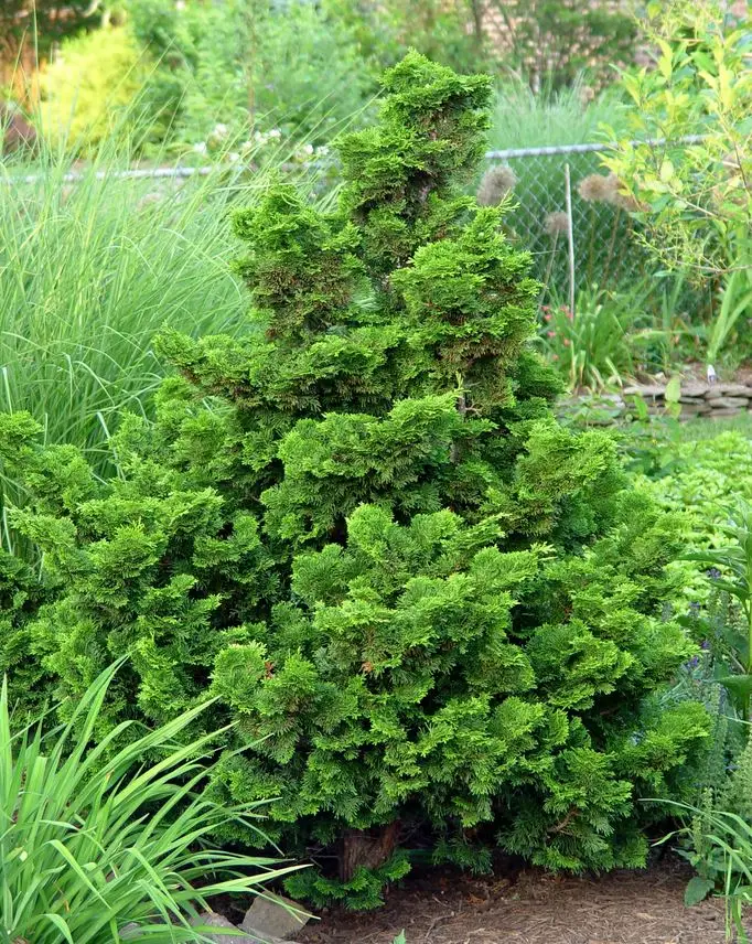 Nana Gracilis